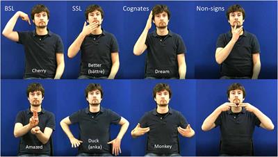 Neural Networks Supporting Phoneme Monitoring Are Modulated by Phonology but Not Lexicality or Iconicity: Evidence From British and Swedish Sign Language